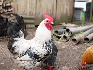 Adult chickens and chicks in agricultural conditions.