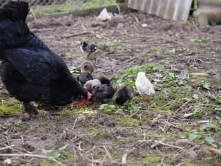 Adult chickens and chicks in agricultural conditions.