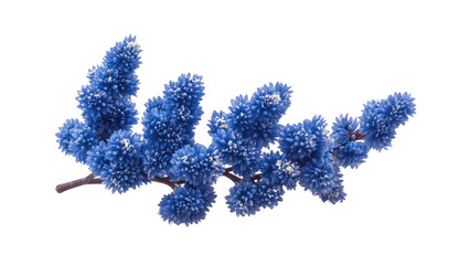 Blue Flowers on transparant Background