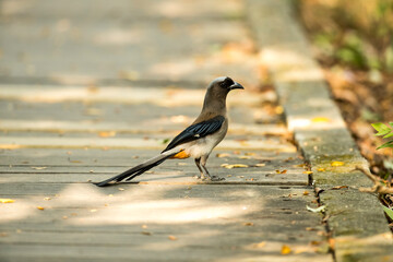 Common Kingfisher in Tainan, Taiwan