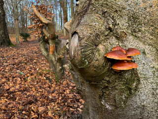 Flammulina velutipes also knows as the velvet foot, velvet stem, velvet shank or wild enoki is a excellent edible medicinal mushroom