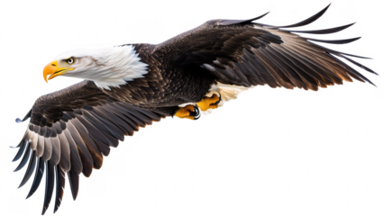 Majestic Bald Eagle in Flight