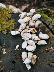 Pilze am abgeschnittenen Baumstamm