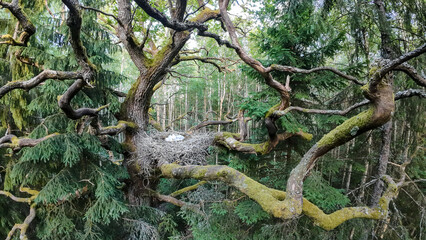 Fantastic forest landscape with a large nest in an old oak. Black stork nest with chicks in an old protected forest. Wonderful European nature.