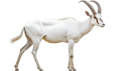 Addax Antelope,  Majestic White Antelope