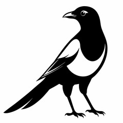 crow on a white background