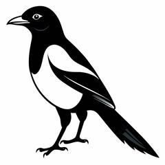 crow on a white background