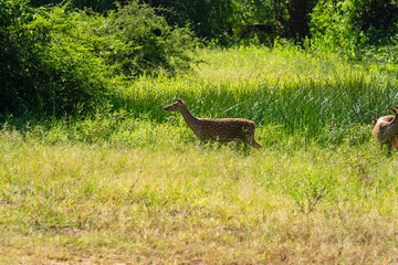 Les cerfs dans la forêt :Yala National Parc au Srilanka
