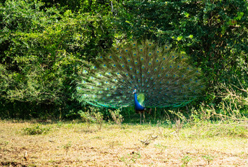 Obraz premium Un beau paon dans une forêt Yala National Parc au Srilanka