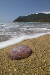 Jellyfish being washed ashore, Medusa on the shoreline. Porto Ferro Beach, Sassari, Sardinia, Italy