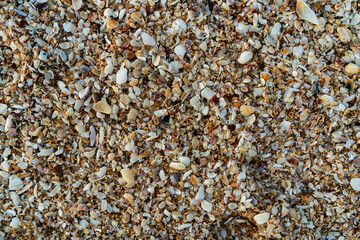 Texture de coquillage à la plage au Srilanka