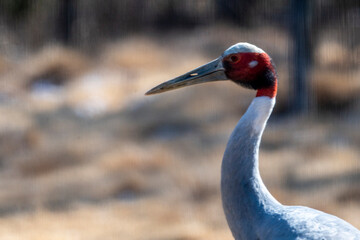 Red-crowned Crane in Gwacheon, South Korea