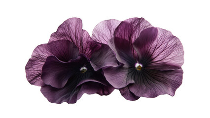 Close up of Two Dark Purple Pansies