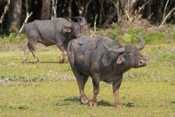 Wild water buffalo - Bubalus arnee migona also called Asian buffalo, Asiatic buffalo, wild buffalo...