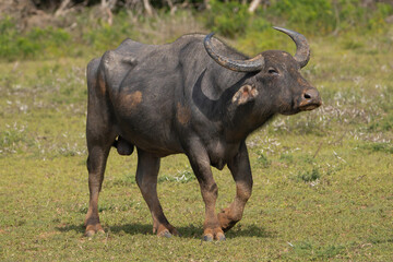 Wild water buffalo - Bubalus arnee migona also called Asian buffalo, Asiatic buffalo, wild buffalo bull on meadow. Photo from Wilpattu National Park in Sri Lanka.
