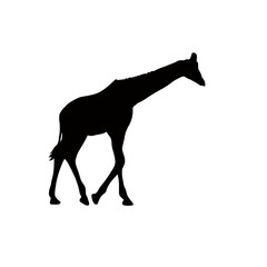 Giraffe silhouette icon