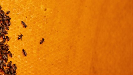 Close-Up of Honey Bees Working on a Golden Honeycomb, Showcasing Natural Beekeeping and the Perfect Hexagonal Structure