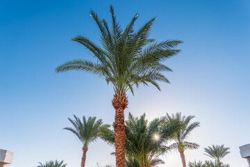 Fototapeta premium Palm tree with green leaves on blue background
