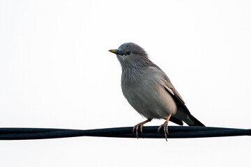 Gray-headed Swamphen in Kaohsiung, Taiwan