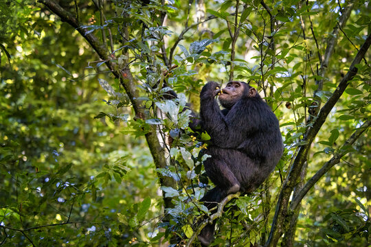Adult chimpanzee, pan troglodytes, eats fruit in the tropical rainforest of Kibale National Park, western Uganda. The park conservation program means that some troupes are habituated for human contact