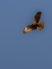 Soaring Bird of Prey