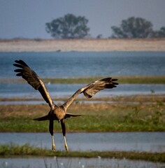 Bird in Flight Over Wetlands