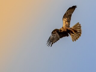 Showcasing the intricate feather patterns.