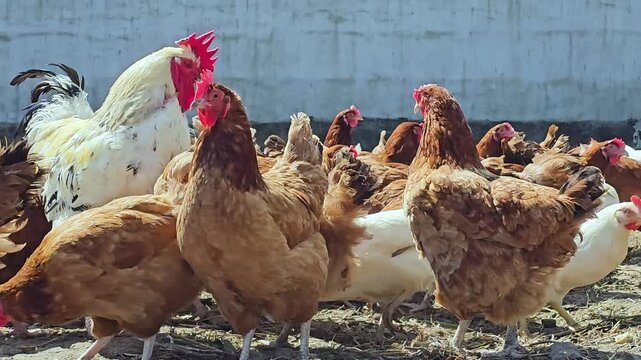 Chickens on traditional free range poultry farm
