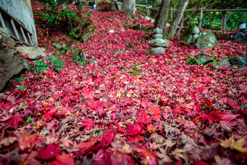 Obraz premium 教林坊 紅葉