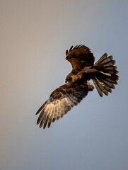 Showcasing its impressive wingspan and aerodynamic form.