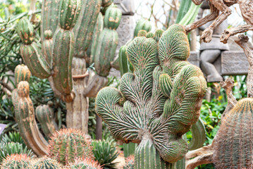 Obraz premium Coral shaped cactus in the real desert garden.