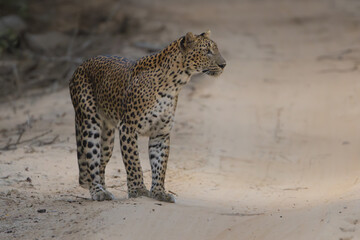 Sri Lankan leopard - Panthera pardus kotiya going on dirt road. Photo from Wilpattu National Park...