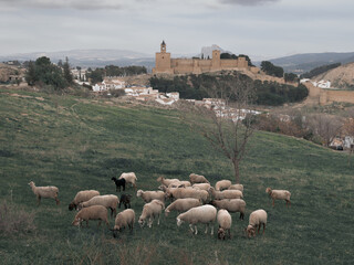 Sheep in meadow in front of Spanish town ancient stone castle on hill top, Antequera, Andalusia,...
