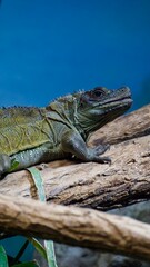 iguana on a tree