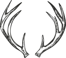 Black and white illustration of symmetrical deer antlers.