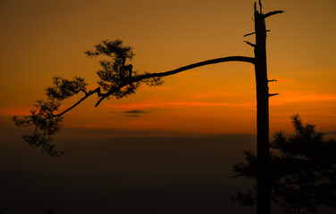 The sun is rising, there are big trees, the sky is beautiful.