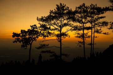 The sun is rising, there are big trees, the sky is beautiful.
