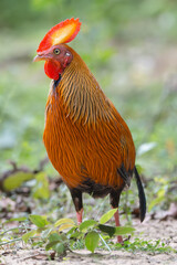 Sri Lankan junglefowl - Gallus lafayettii, Ceylon junglefowl or Lafayette's junglefowl male, cock at green background. Photo from Wilpattu National Park in Sri Lanka. Endemic bird of Sri Lanka.  © PIOTR