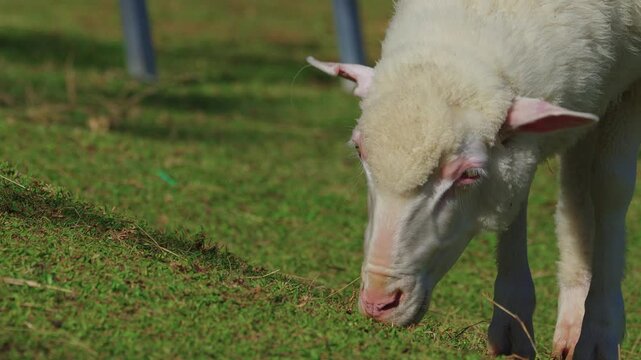 Closeup view of the head of a white sheep feeding on grass at a slope.