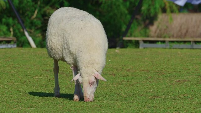 A large white sheep walking slowly on grass and feeding with group of other sheeps in the background.