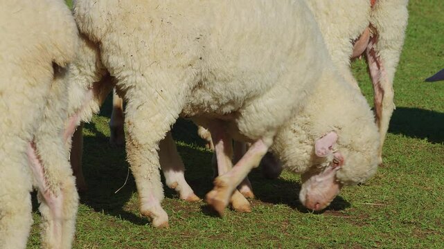 Small group of white sheep walking slowly on grass and feeding with group of other sheeps in the background.
