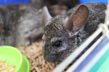 People care for and play with chinchillas.