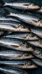 Fototapeta premium Fresh whole anchovies with silvery, glistening skin in a neat arrangement