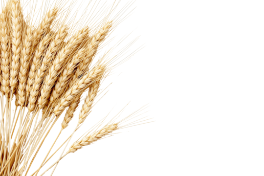 Wheat ears, realistic style, white background, concept of agriculture. Ai generative