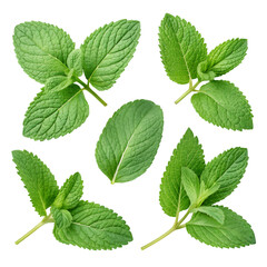 Fresh Mint Leaves: Images & Uses on trasparent background