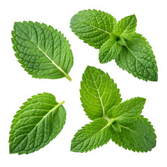 Fresh Mint Leaves: High-Res Image on trasparent background