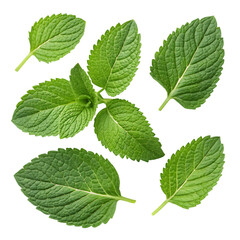 Fresh Mint Leaves on trasparent background