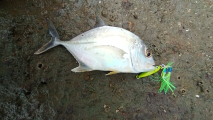 Baby Giant Travelly cought using micro jig.