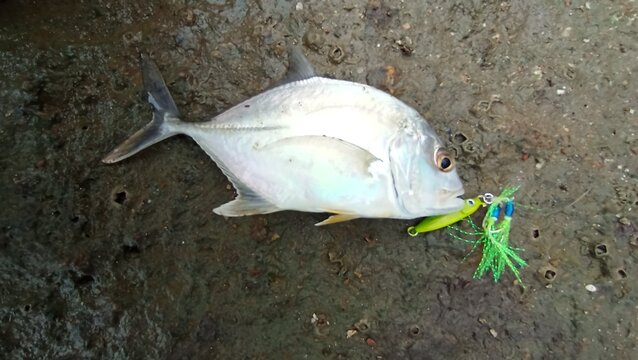 Baby Giant Travelly cought using micro jig.