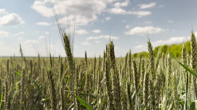 wheat processing techniques, crop improvement programs, agricultural land management, wheat water conservation, farming cooperative initiatives, wheat farm investments, modern agriculture methods
